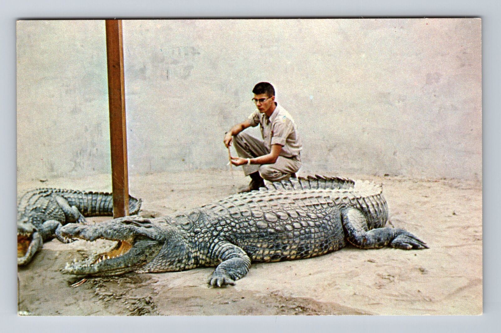 Buena Park CA- California, California Alligator Farm, Antique, Vintage Postcard