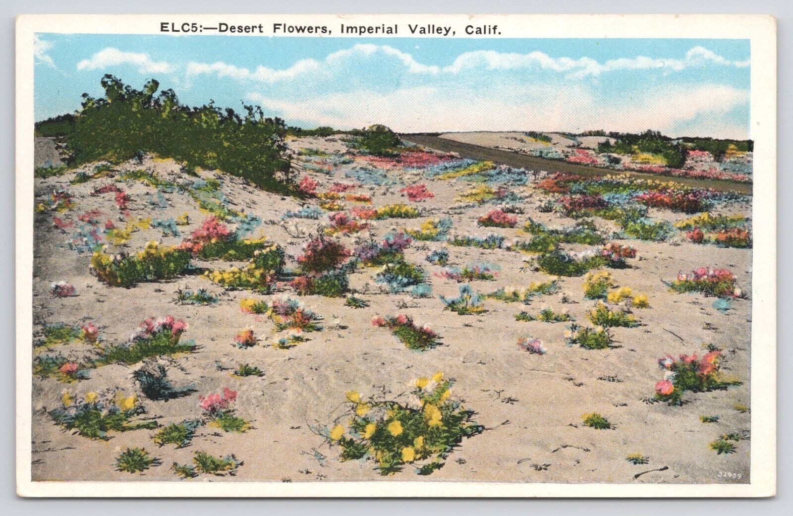 Imperial Valley California Desert Flowers White Border Postcard