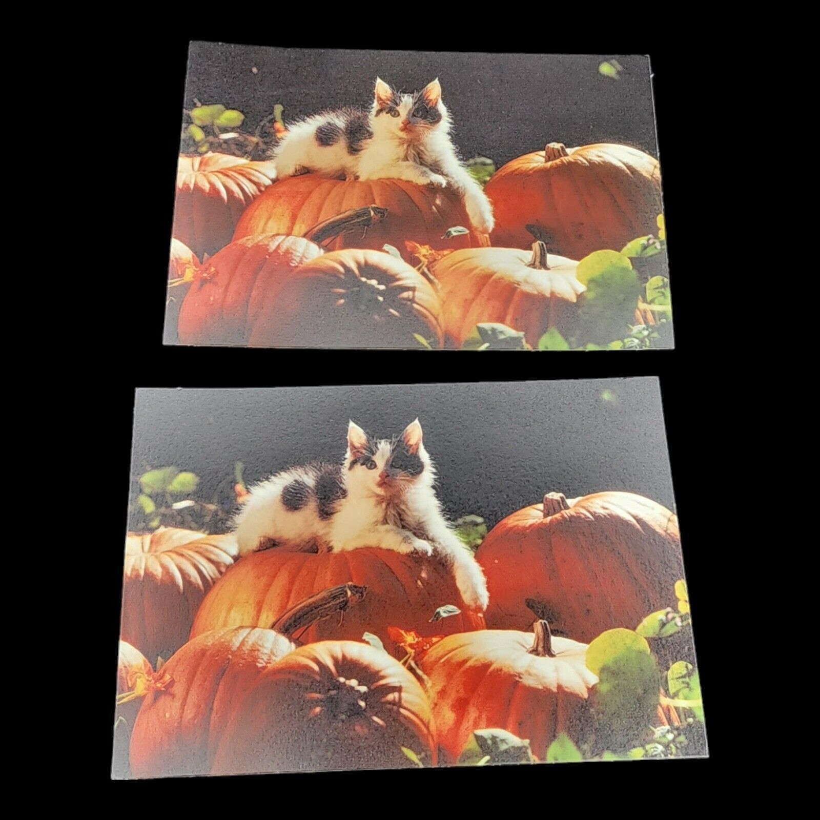 2 Blank Fall Postcards Kitten Posing with Pumpkins