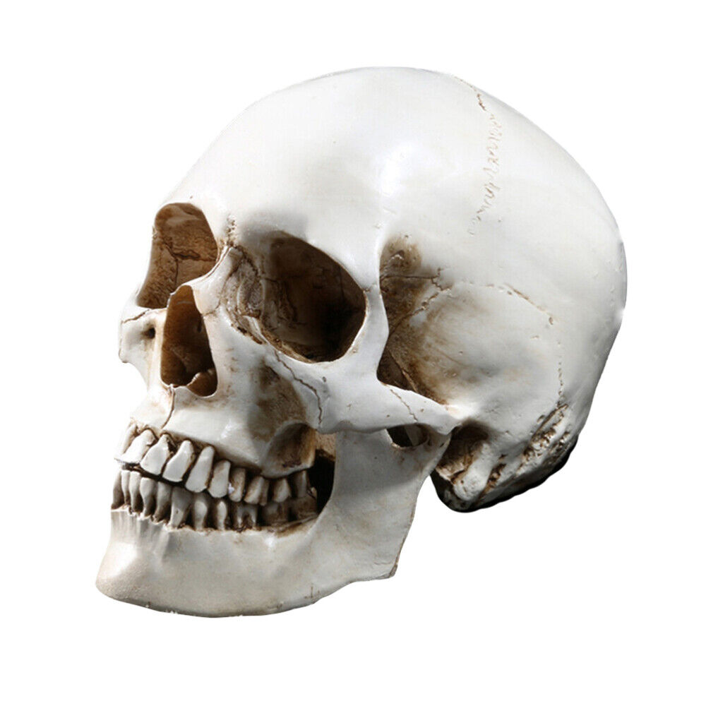 skull full size halloween horror decoration 1:1 Lifesize Teaching