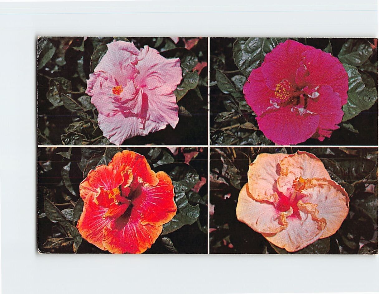 Postcard Colorful Hibiscus