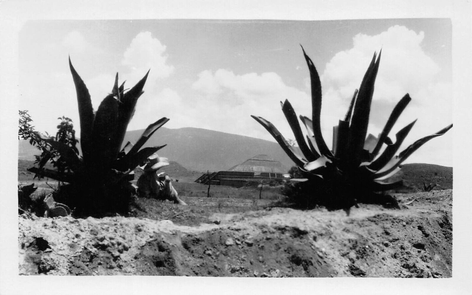 RPPC Desert Agave Plant Photo Vintage Postcard