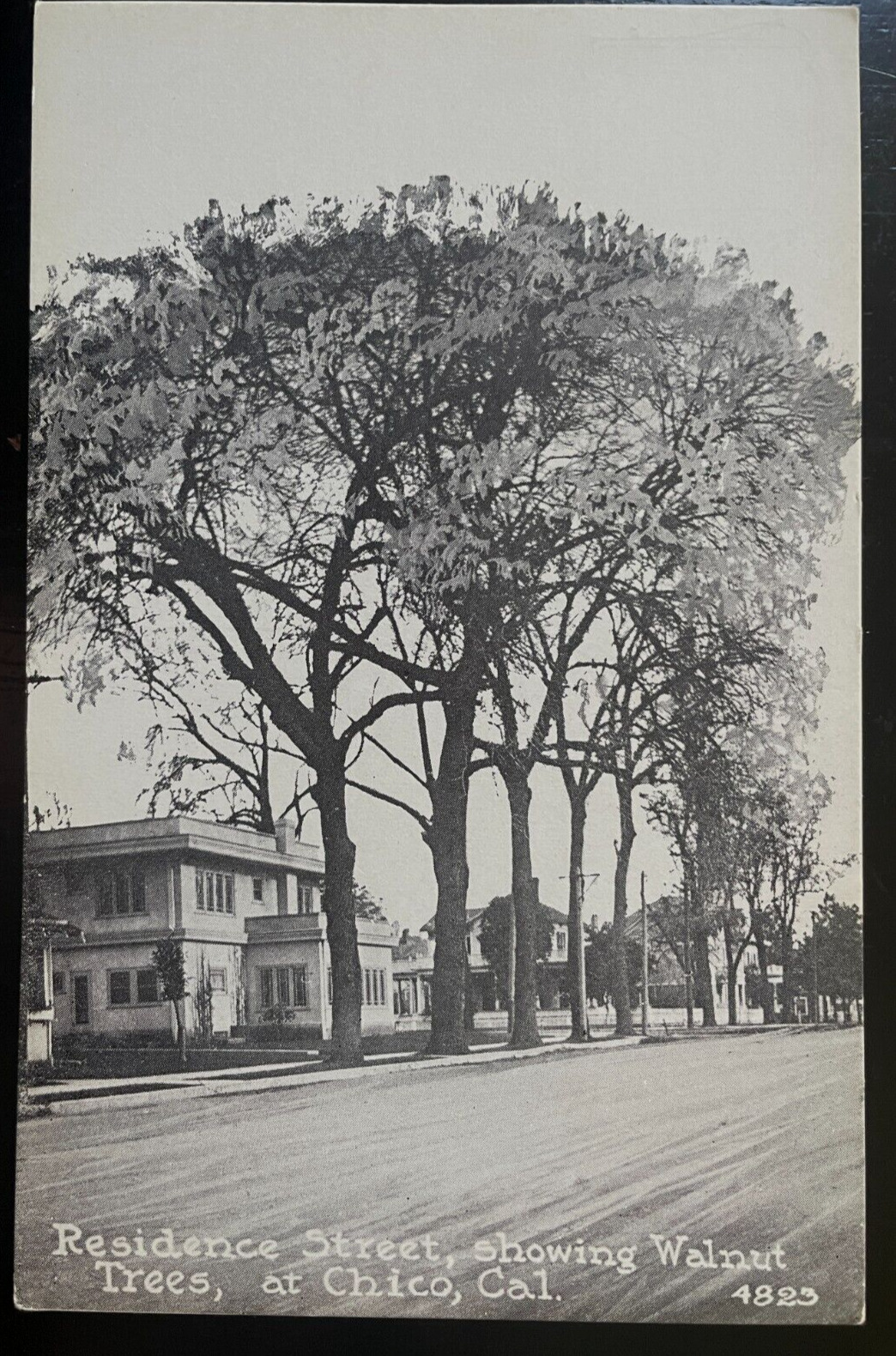 Vintage Postcard 1907-1915 Walnut Trees, Chico, California (CA)