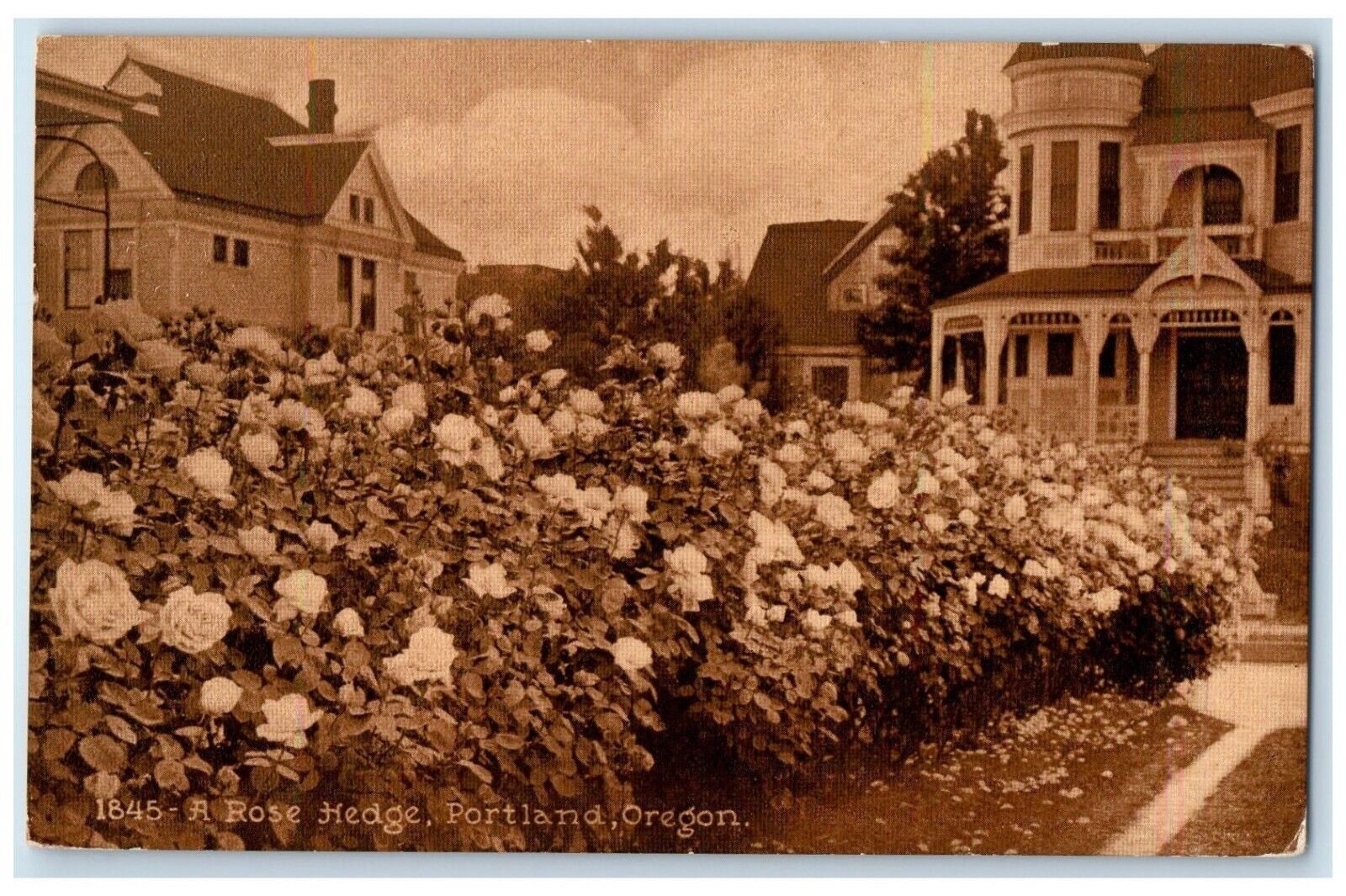 1910 Flowers Garden House Rose Hedge Portland Oregon OR Vintage Antique Postcard