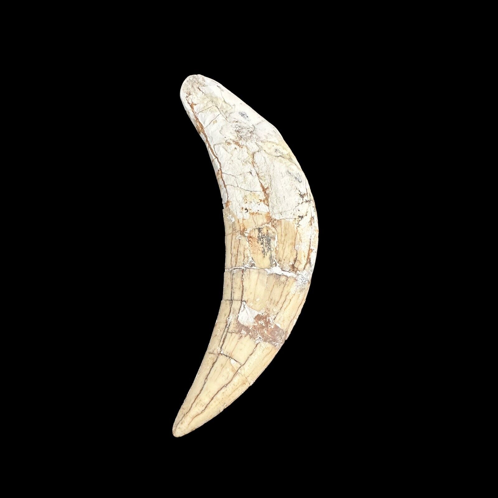 Machairodus Saber Tooth Cat Saber Tooth - Miocene Era- Eurasia