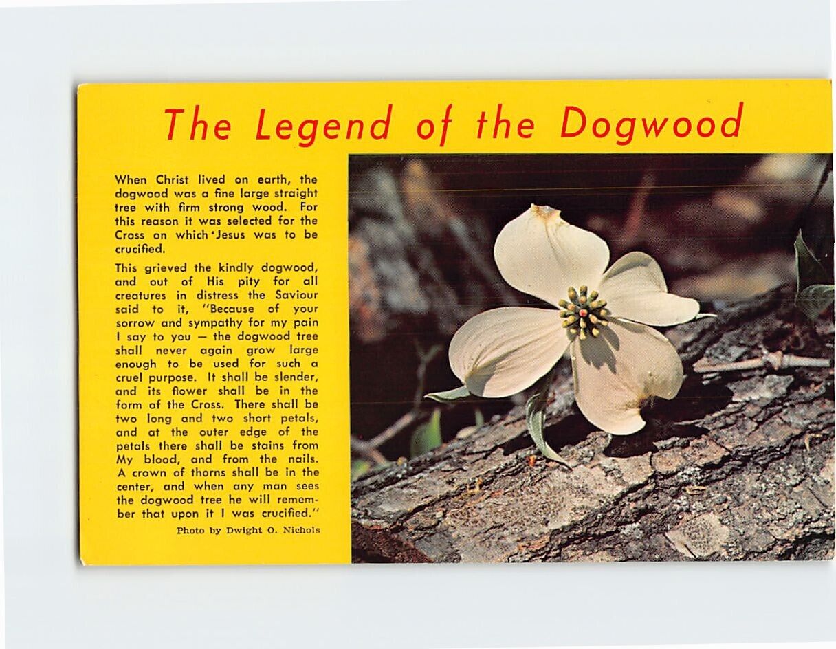 Postcard The Legend of the Dogwood