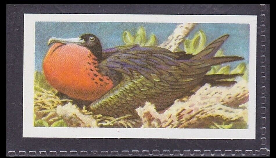 MAGNIFICENT FRIGATE BIRD - 45 + year old English Trade Card # 34