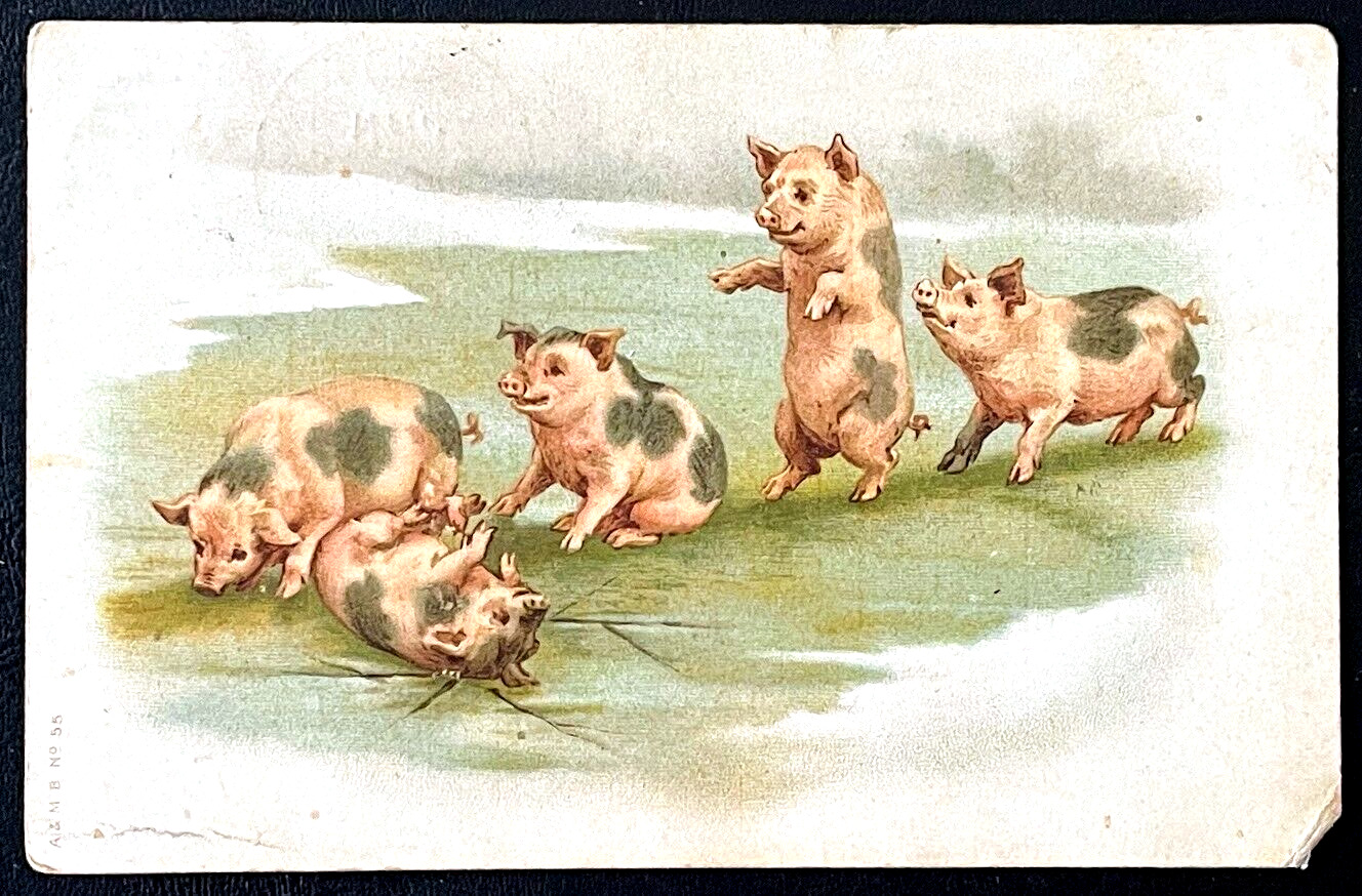 1908 Antique Postmarked Postcard Cartoon Playing Pigs Old Vintage Greetings Card