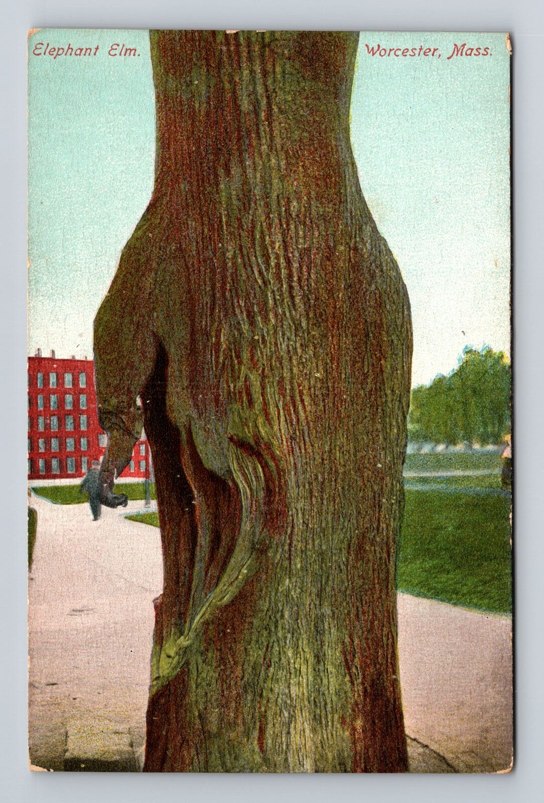 Worcester MA-Massachusetts, Elephant Elm, Antique, Vintage Postcard