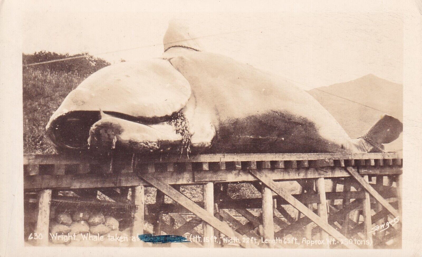 Postcard AK  Alaska Wright Whale on Pier 25 Tons Sawyers RPPC H23