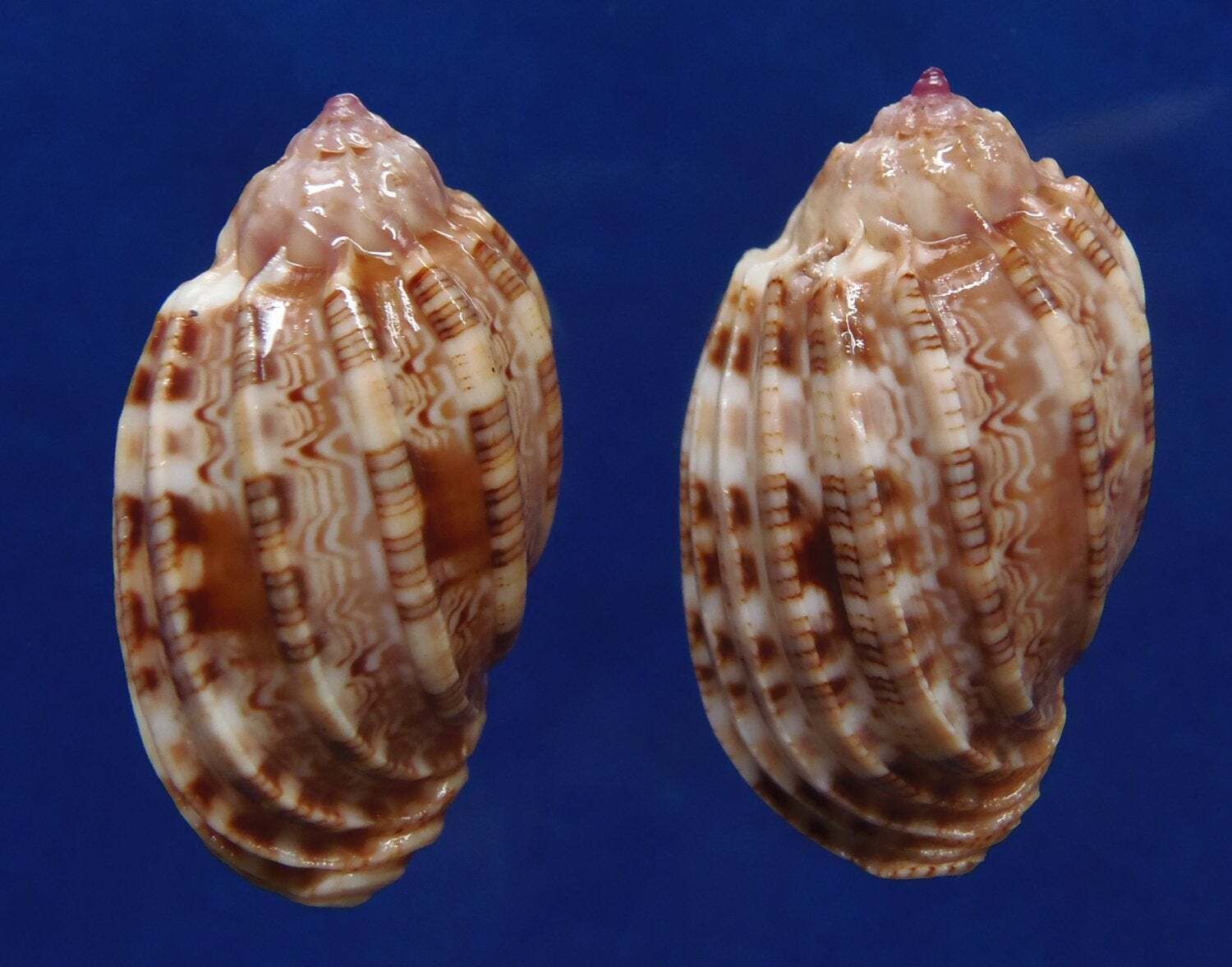 Seashell Seashell Harpa amouretta f. crassa