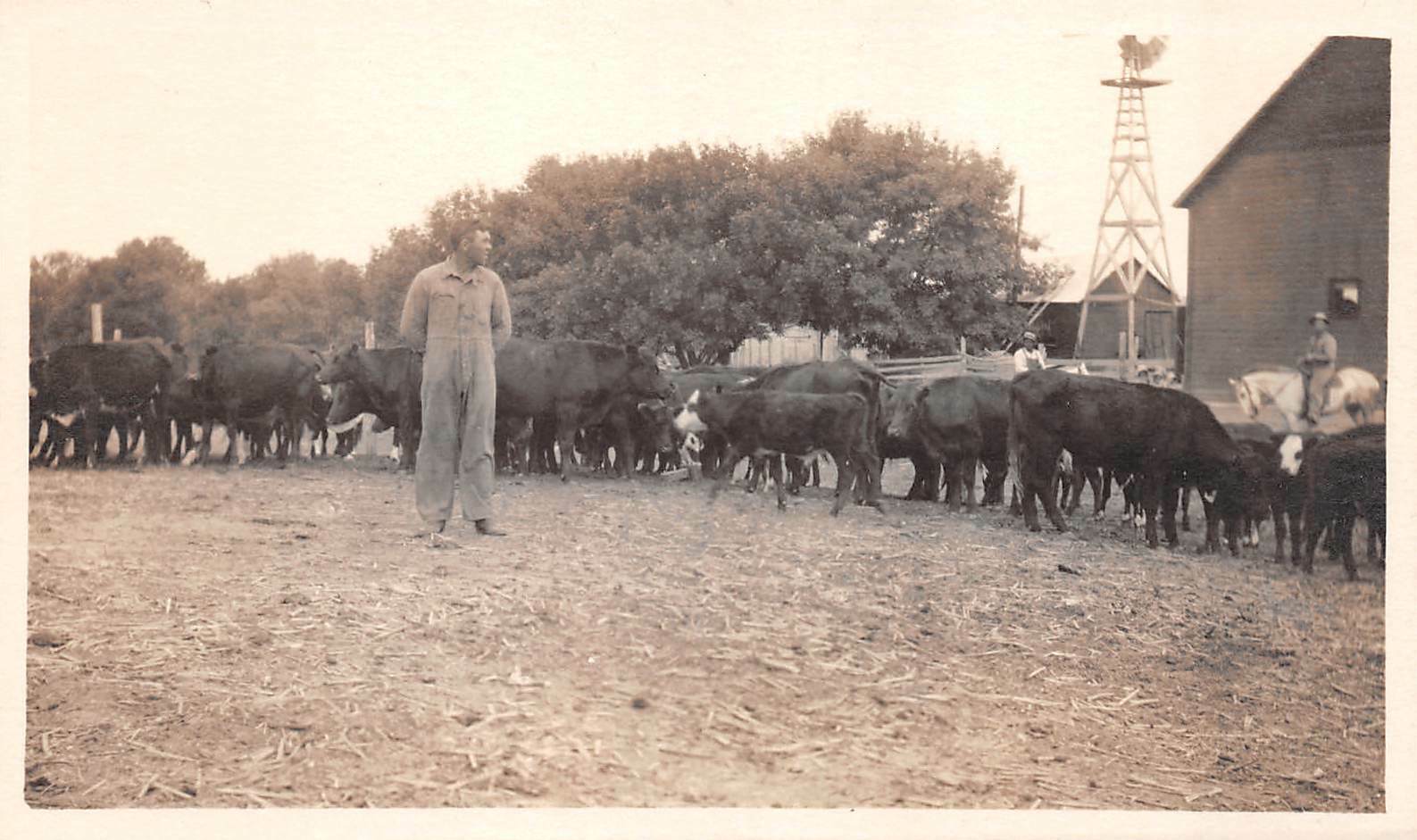 Vtg 1930's RPPC Farm Life with Cows and Farmers 