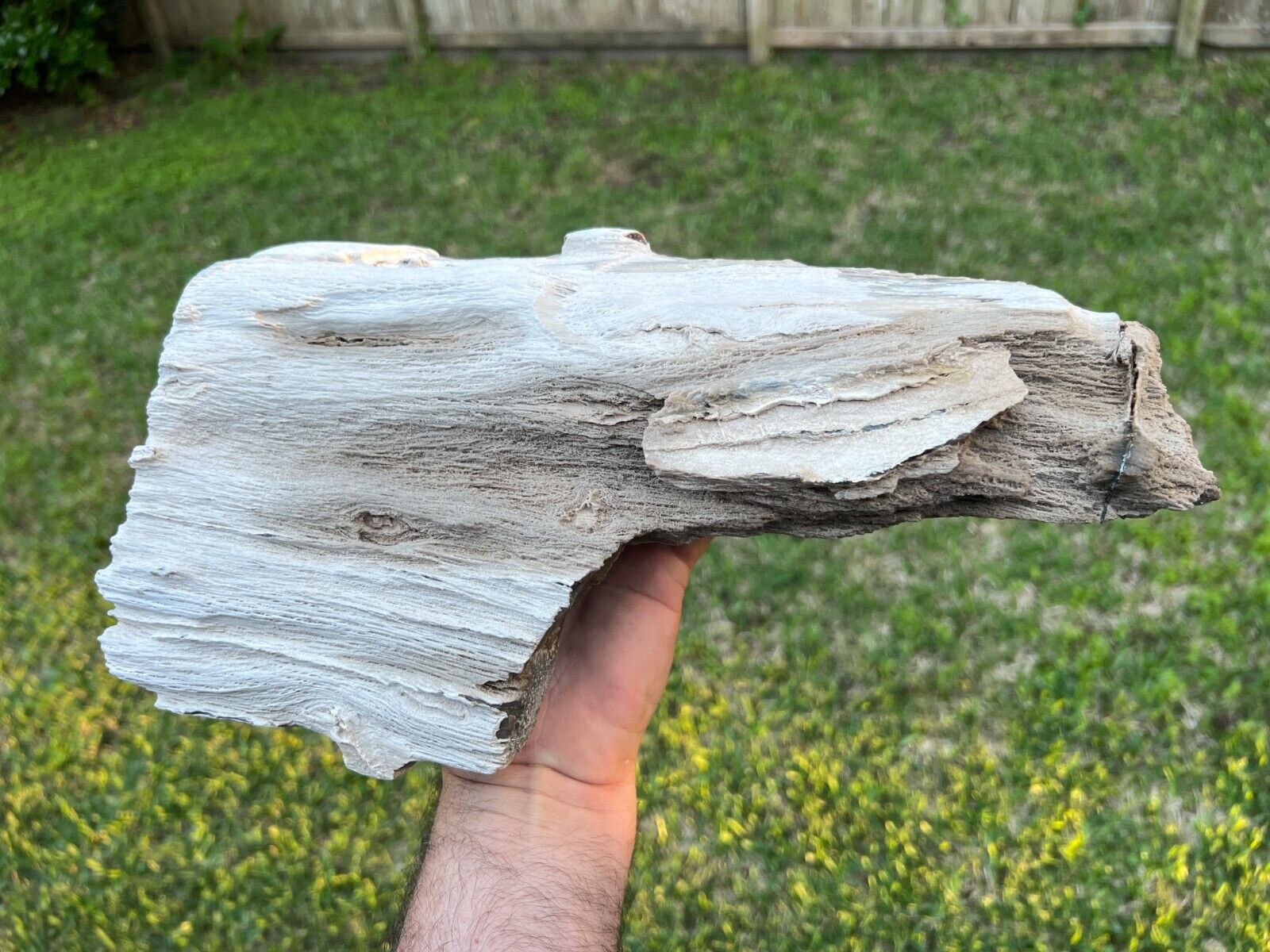 Rare Texas Live Oak Petrified Wood Log Beautiful 14x7x3 Natural Tree Fossil