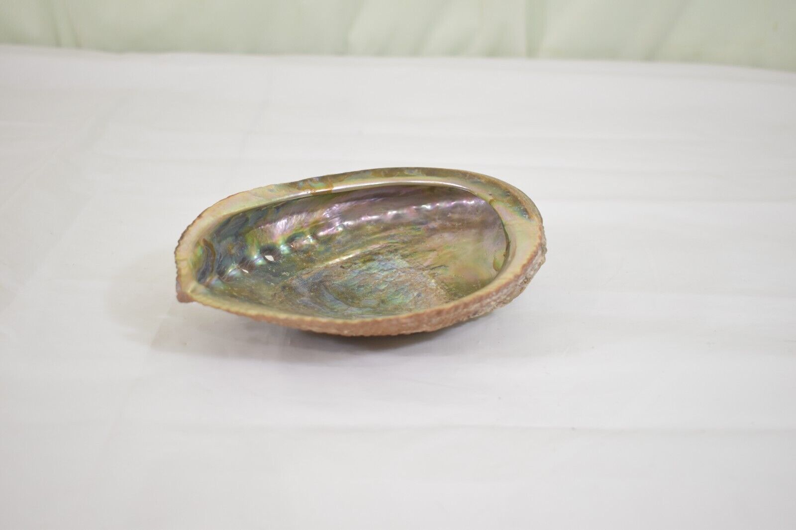 Vintage Abalone Clam Shell Shaped Natural Trinket Dish Beautiful