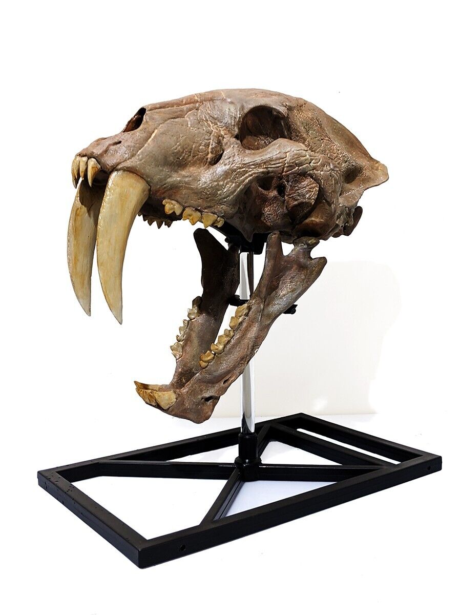 Machairodus saber-tooth cat skull, life-size replica with stand