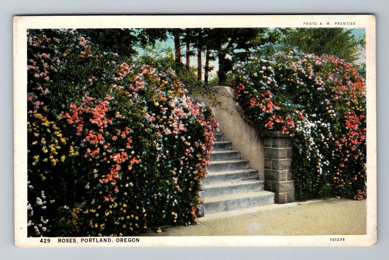 Portland OR-Oregon, Roses Vintage Souvenir Postcard
