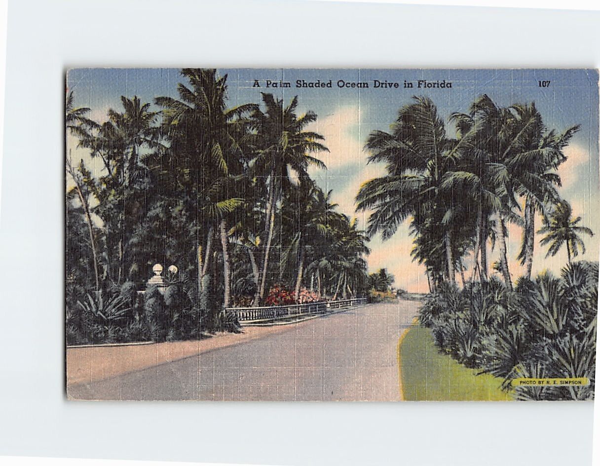 Postcard Palm Shaded Ocean Drive in Florida USA