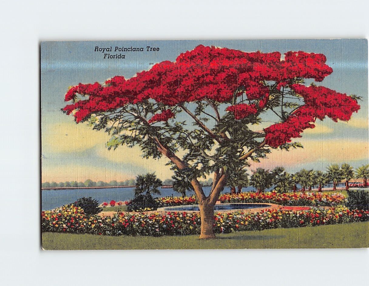Postcard Royal Poinciana Tree Florida USA