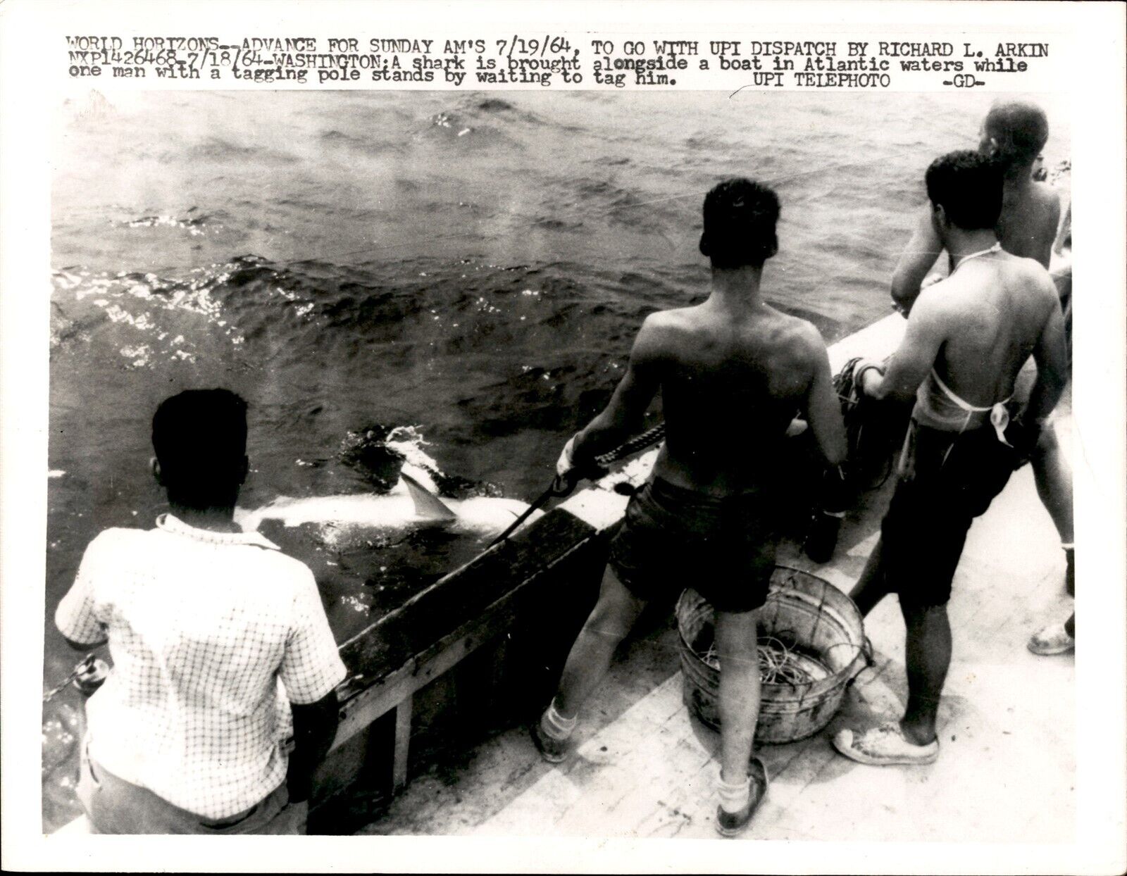 LD351 1964 UPI Wire Photo RESEARCHERS TAGGING SHARKS IN ATLANTIC OCEAN