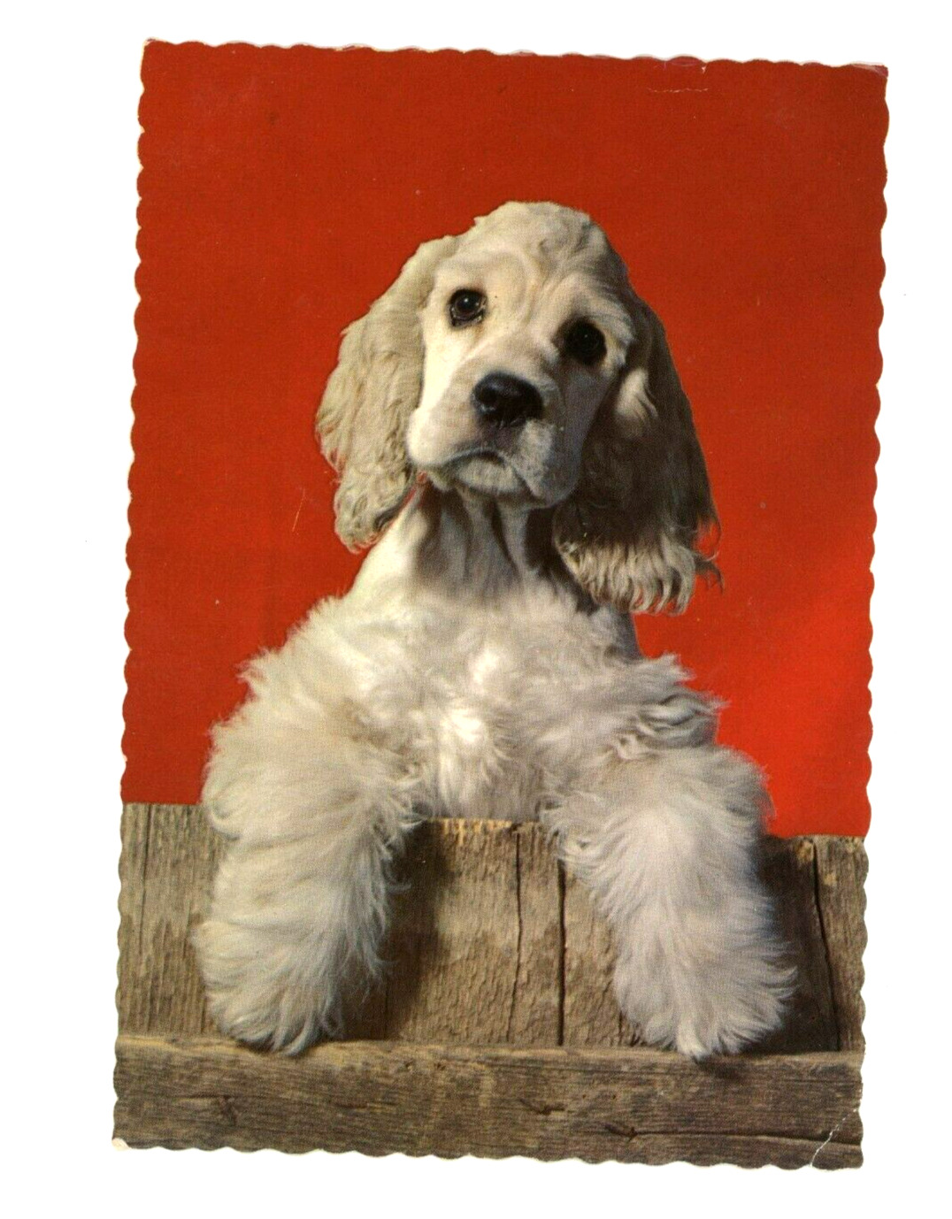 Vintage Dog Postcard    COCKER SPANIEL  CHROME 4X6 HALLMARK UNPOSTED