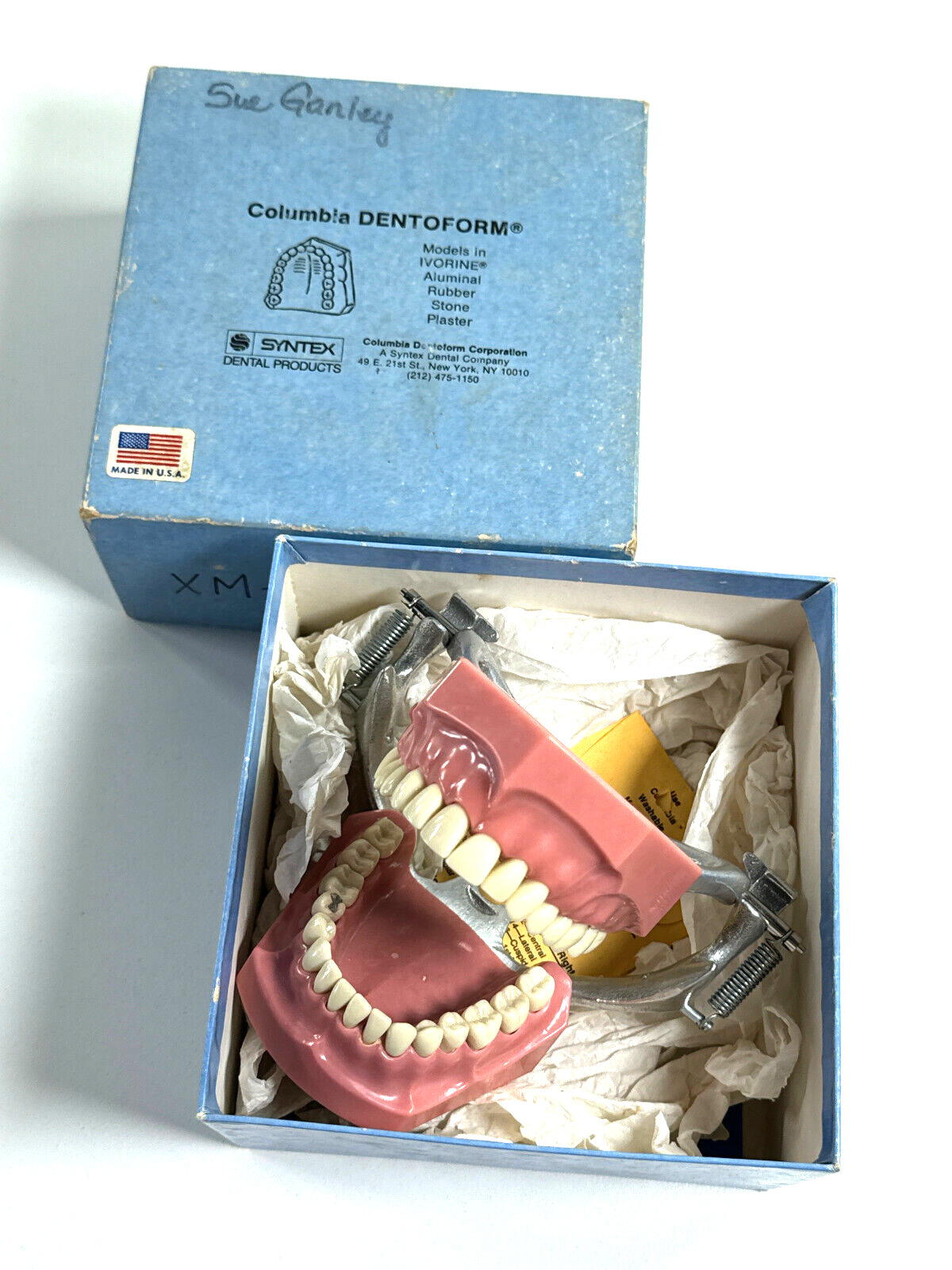 vtg Columbia Dentoform Dentist Manikin model phantom w/ BOX