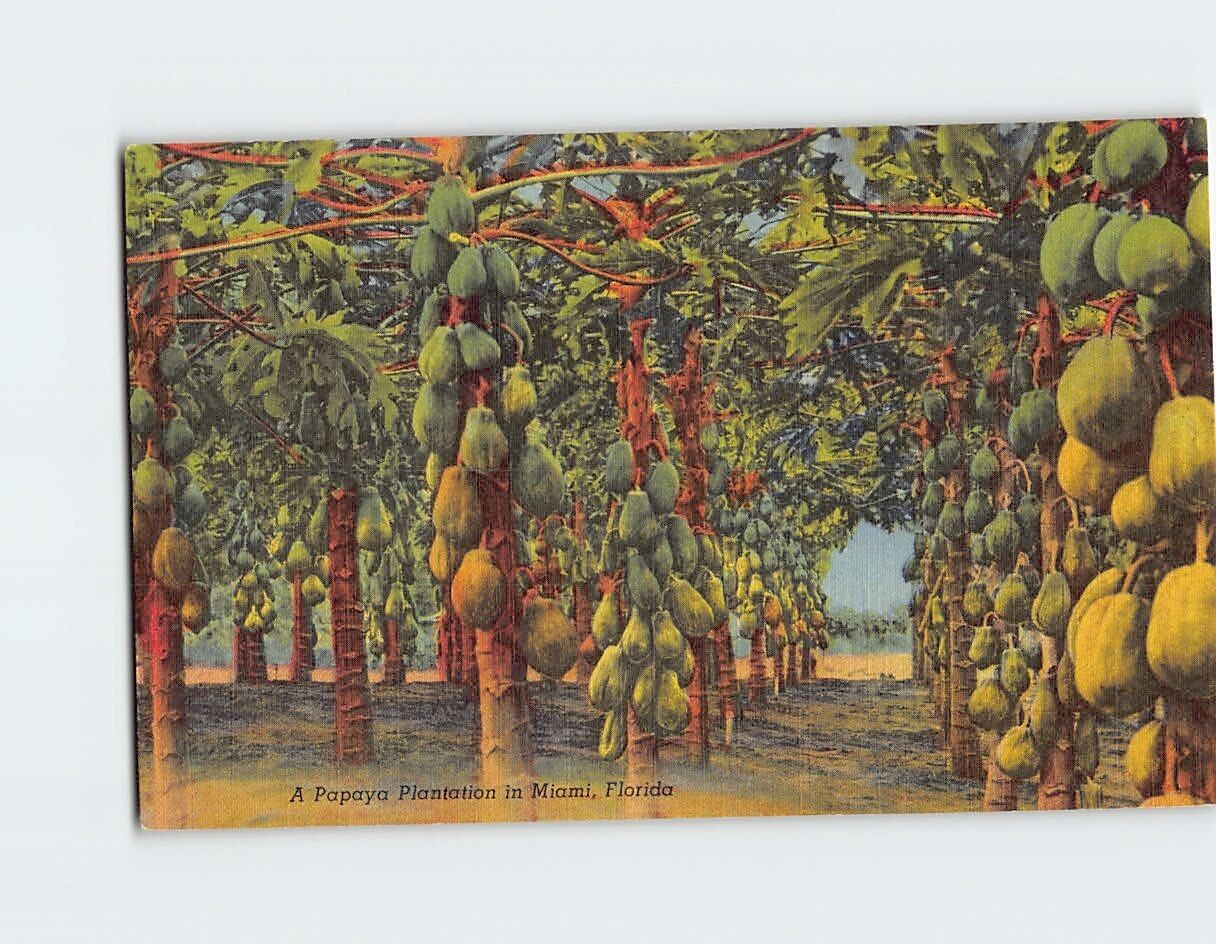 Postcard Papaya Plantation in Miami Florida USA