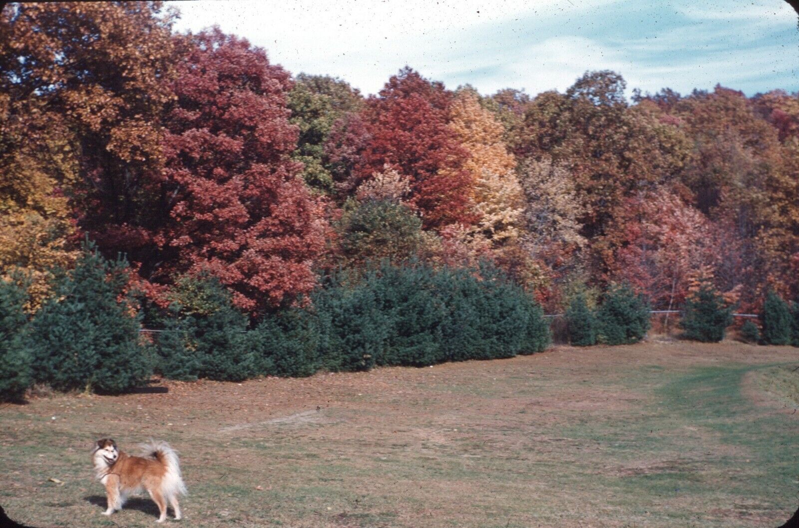1950s Sheltie Mix Dog Field Fall Autumn Trees Forest 35mm Red Border Slide
