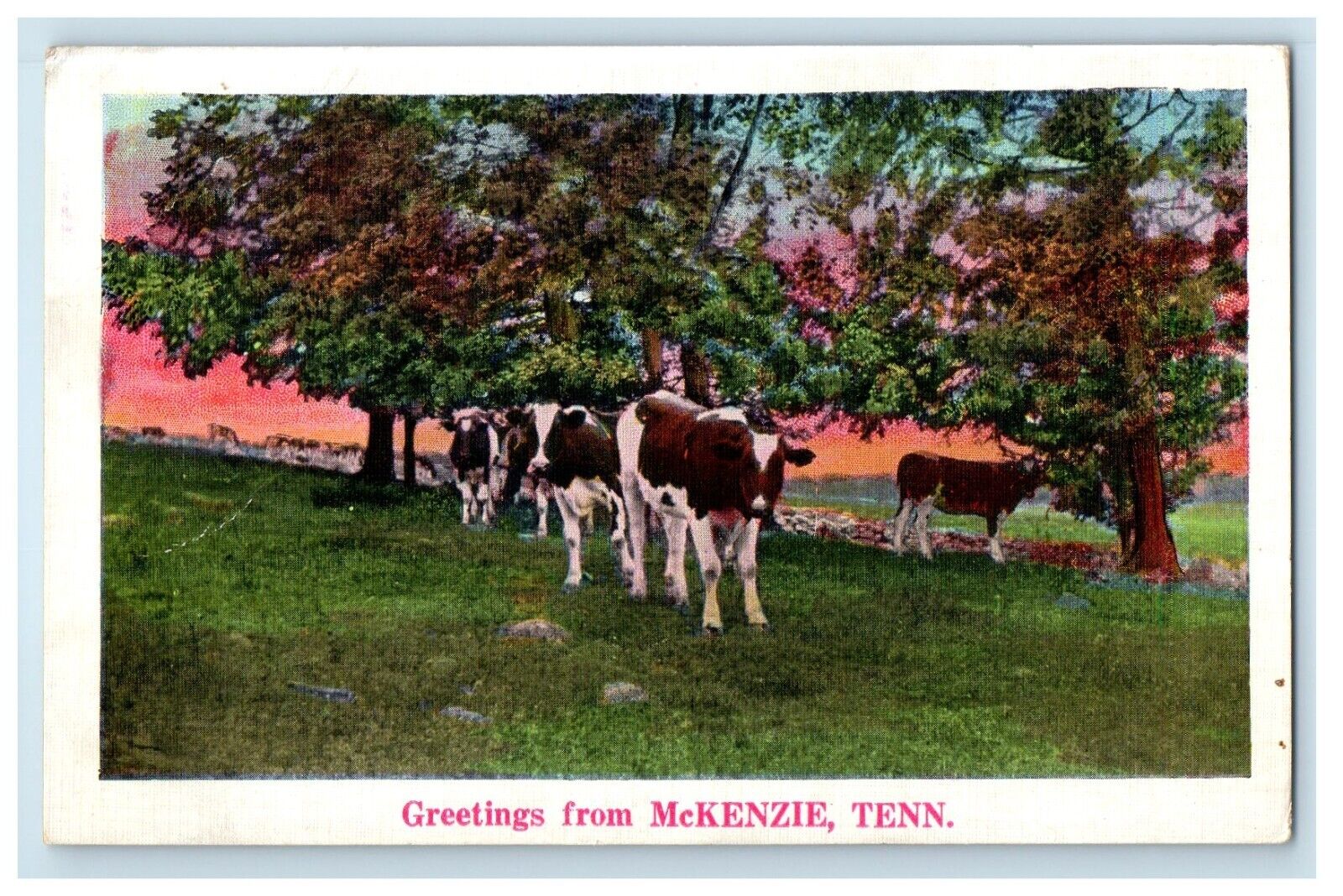 1937 Greetings From McKenzie Tennessee TN, Cows Posted Vintage Postcard