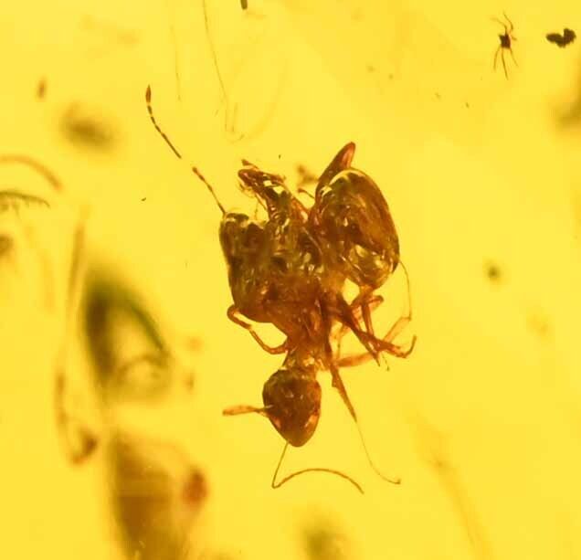 18.6g, Two Pairs of ants helping each other out of resin, in Dominican Amber