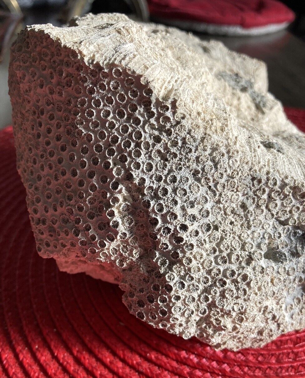 Rare Extra Large Coral Honeycomb Star Sea Coral Florida Fossil
