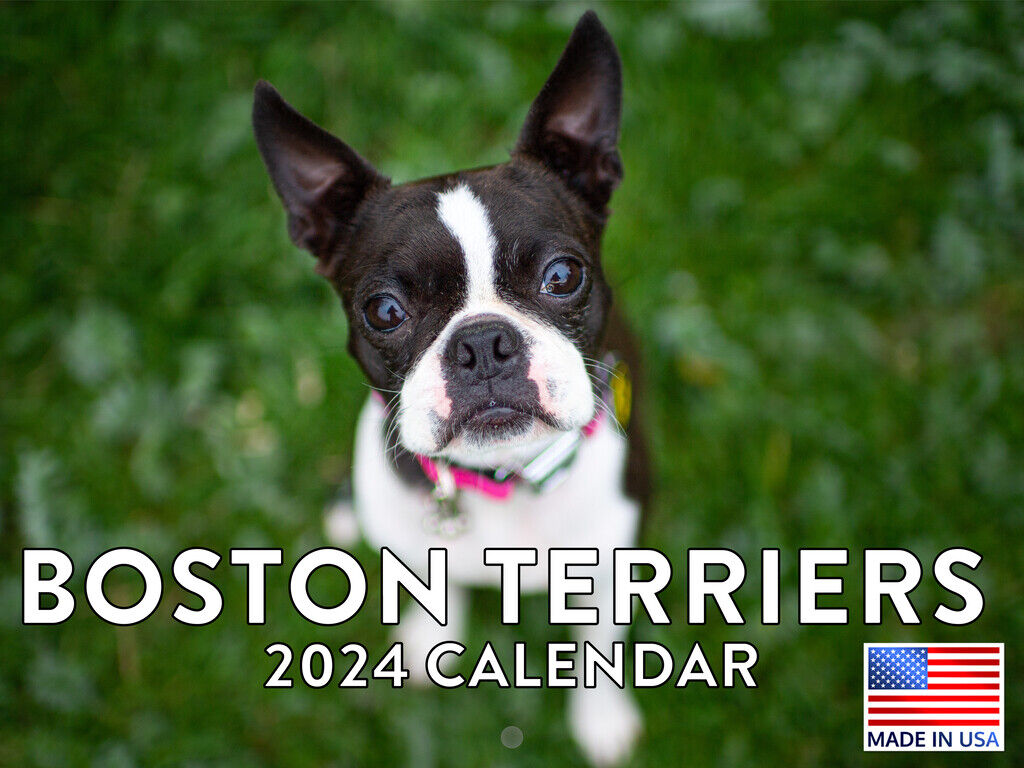 Boston Terrier Calendar 2024 Wall Calender Boston Terrier Gifts