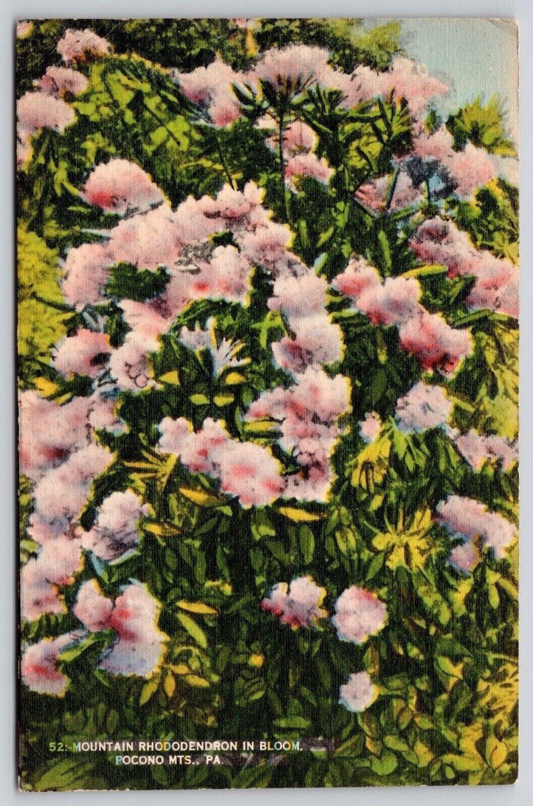 Pocono Mountains Pennsylvania Rhododendron Flowers DB Cancel WOB Postcard
