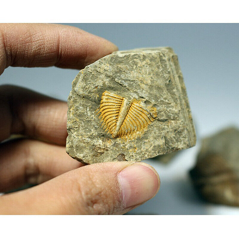 Natural Fossil Trilobite Coronocephalus Matrix Rock Crystal Specimen Home Decor