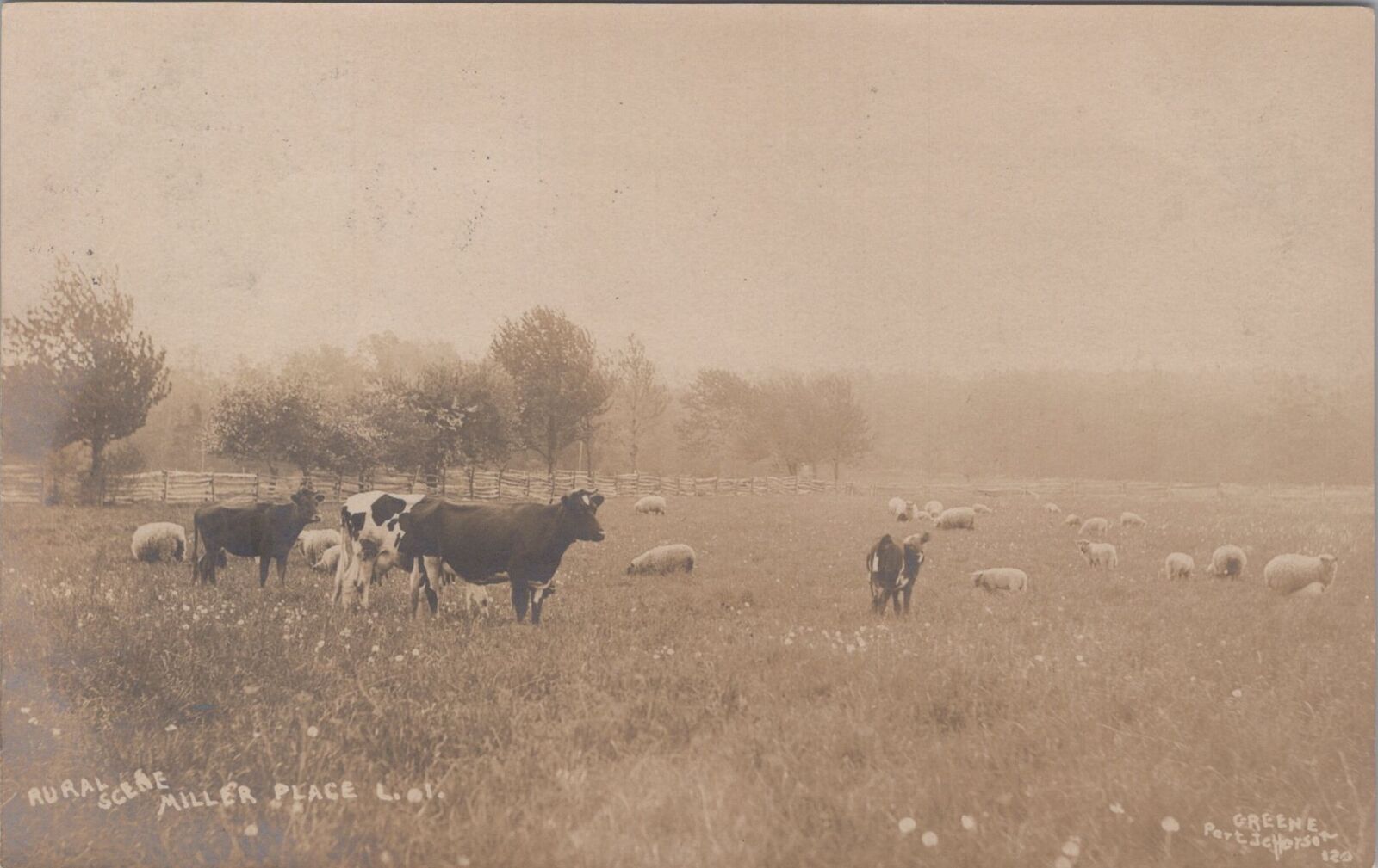 Rural Scene Sheep Cows Miller Place New York Mount Sinai PM 1909 RPPC Postcard