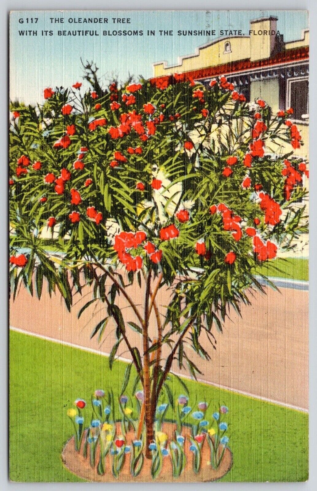 Oleander Tree Flowers Florida Street View Tropical Cancel Daytona Beach Postcard
