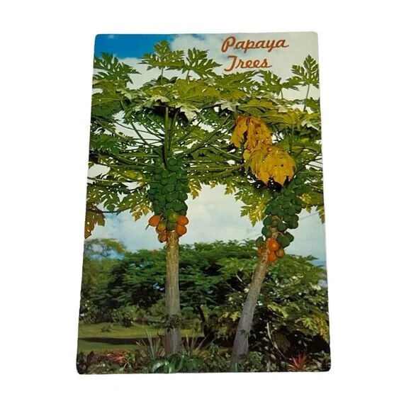 Postcard Papaya Trees in Hawaii Vintage B234
