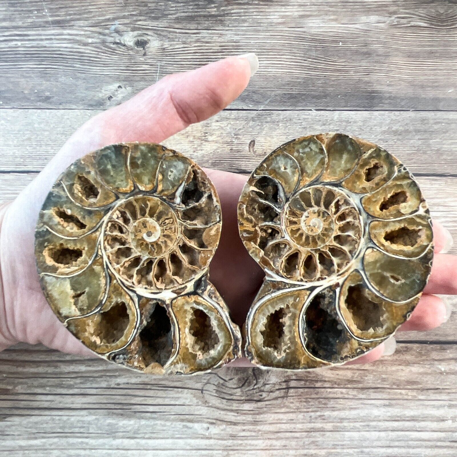 Ammonite Fossil Pair with Calcite Chambers 166g, Polished