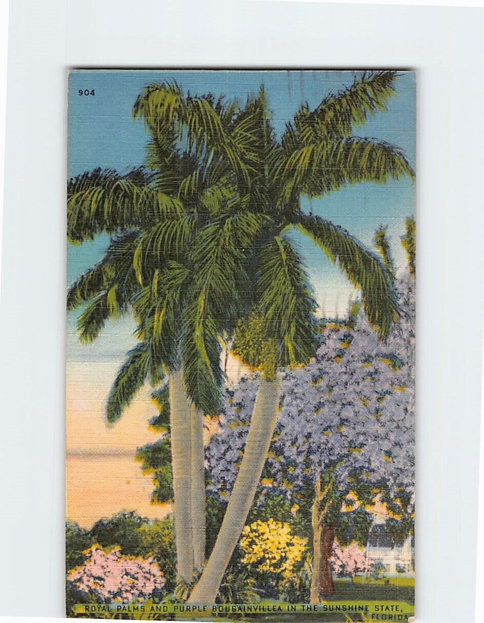 Postcard Royal Palms & Purple Bougainvillea Florida USA