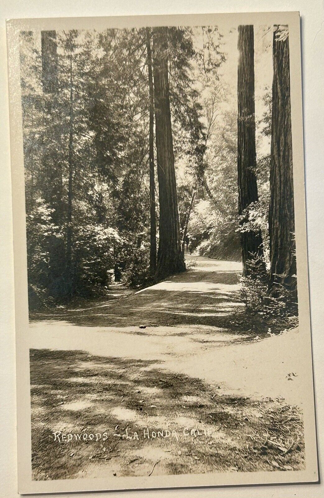 Redwoods Trees La Honda California Real Photo Postcard. RPPC. San Mateo On Back