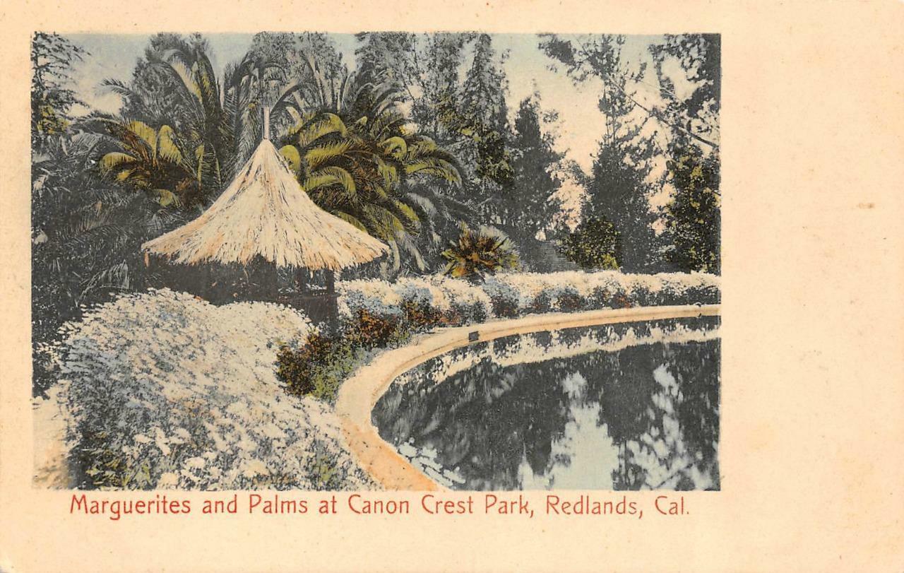 REDLANDS, CA California  CANON CREST PARK~Marguerites & Palms  c1910\'s Postcard