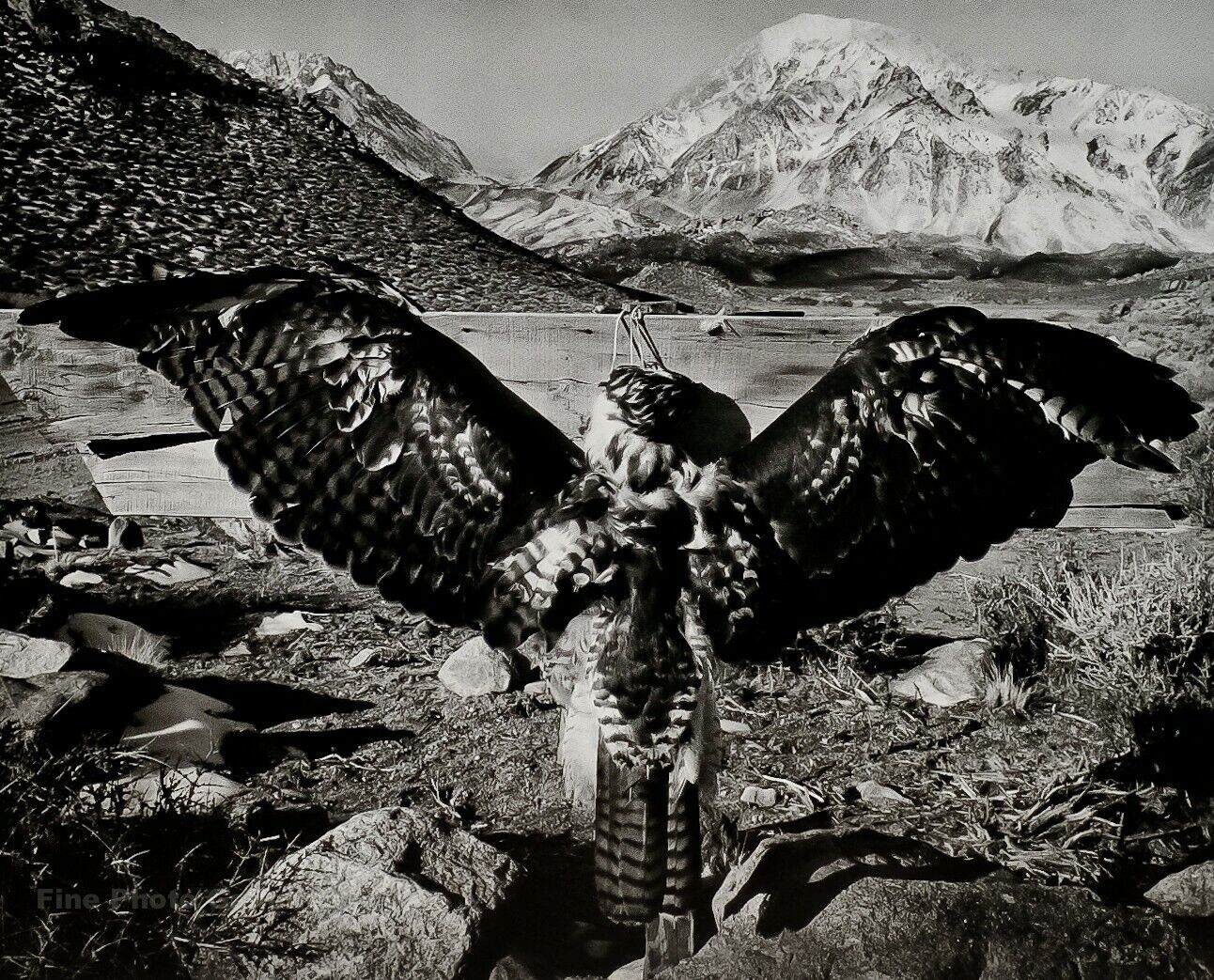 1935/72 ANSEL ADAMS Vintage Dead Hawk Sierra Mountain Landscape Photo Art 11X14