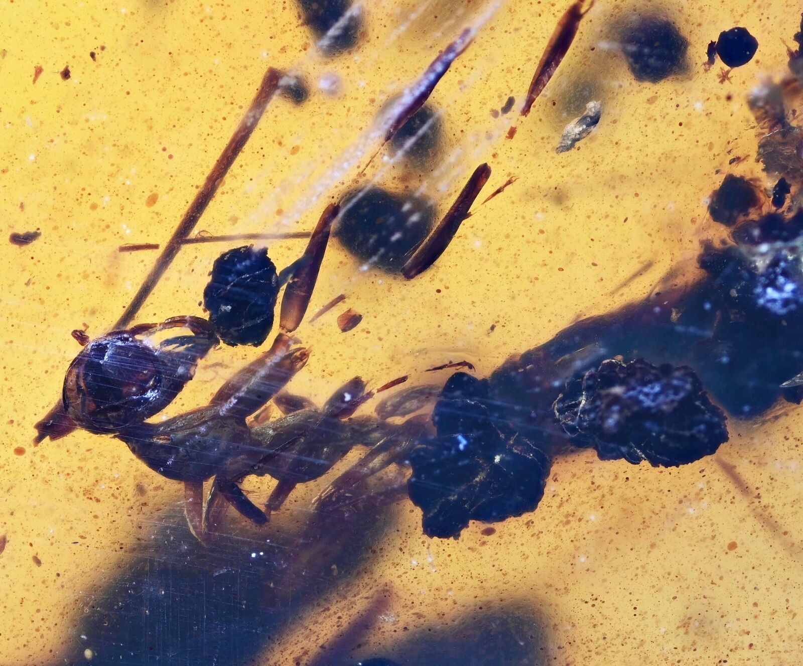 RARE Haidomyrmex (Hell Ant), Fossil inclusion in Burmese Amber