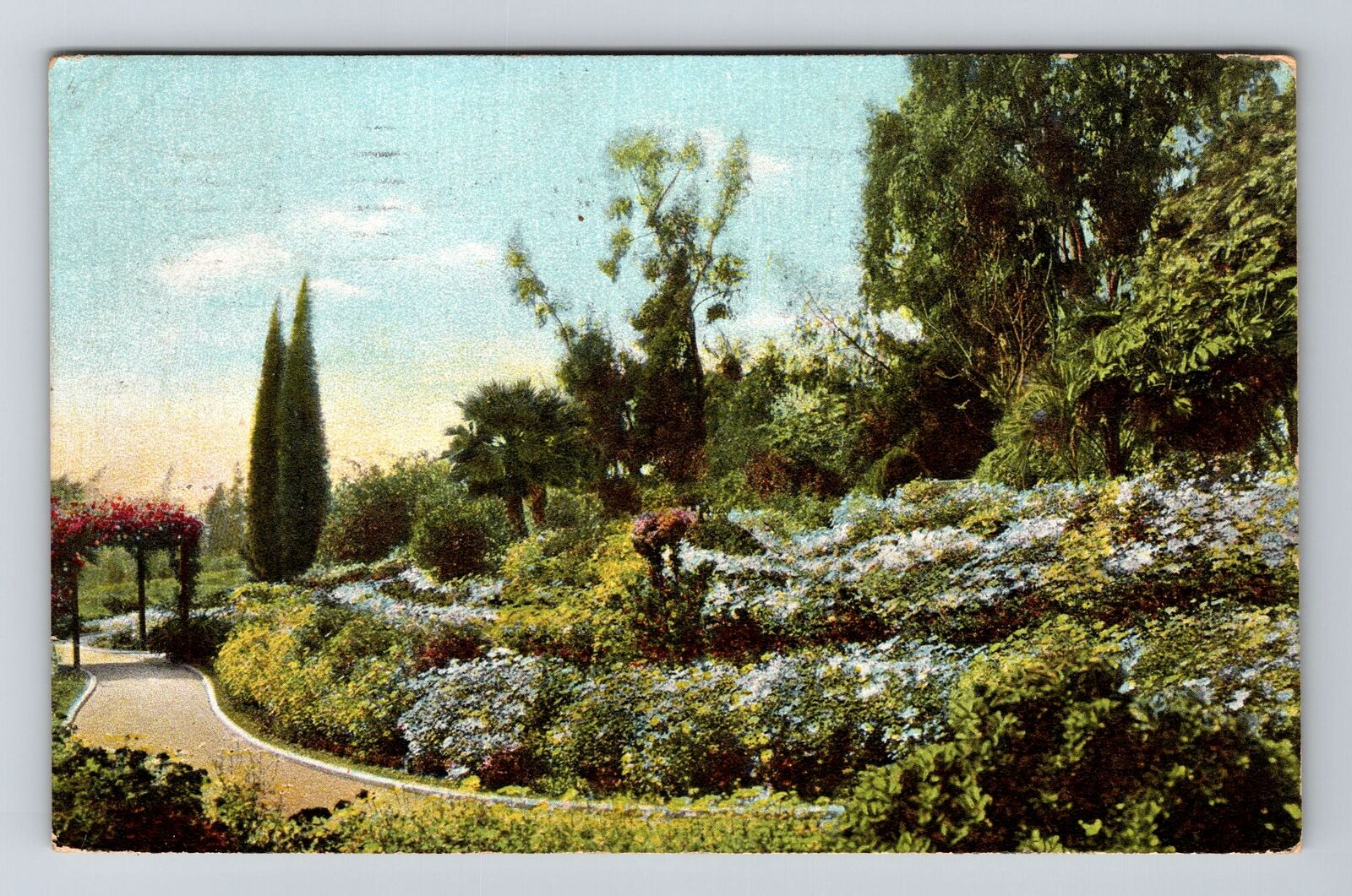 CA-California, Marguerites In A California Garden, Vintage c1911 Postcard