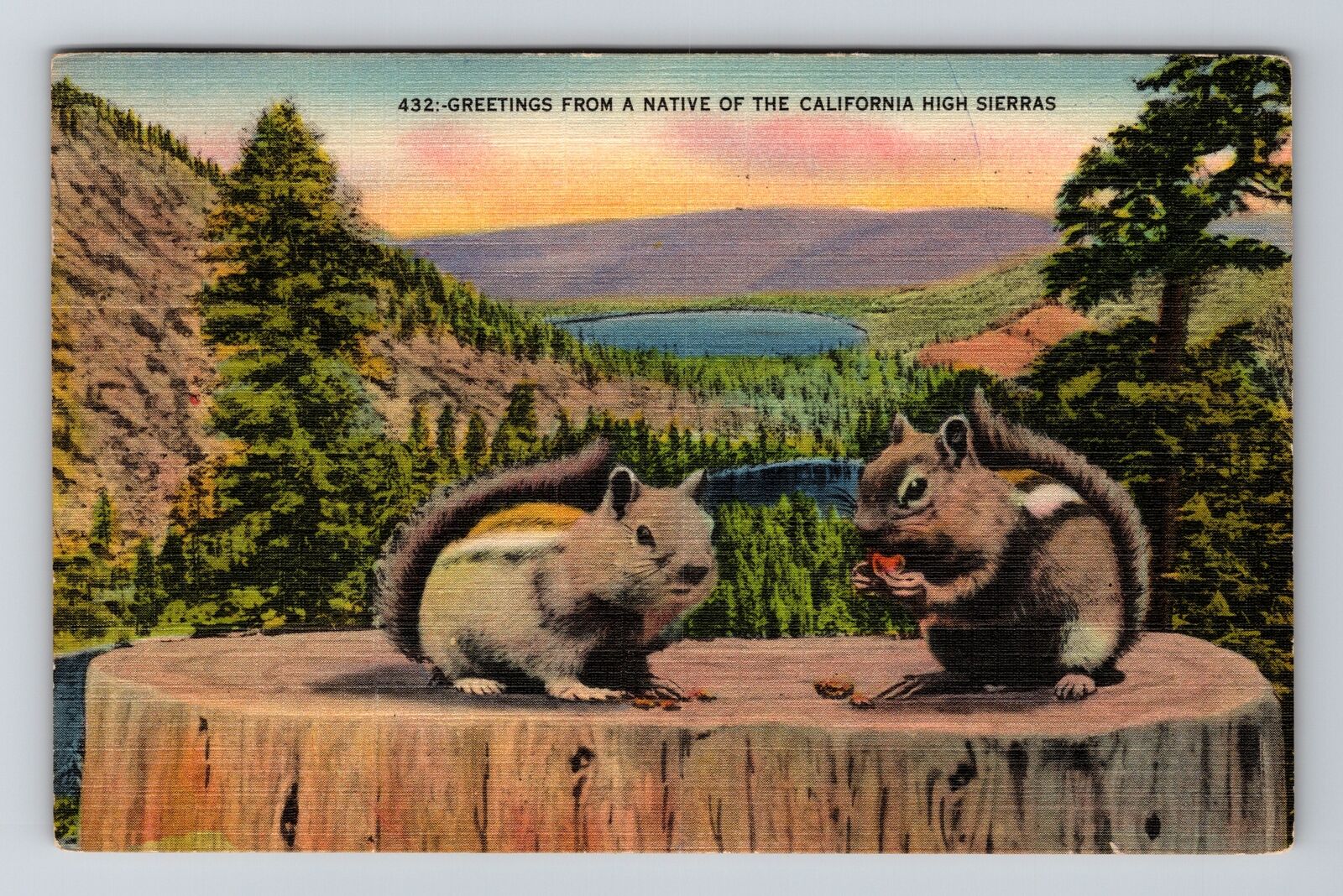 CA-California, Greetings, Squires on Tree Stump, Vintage Postcard
