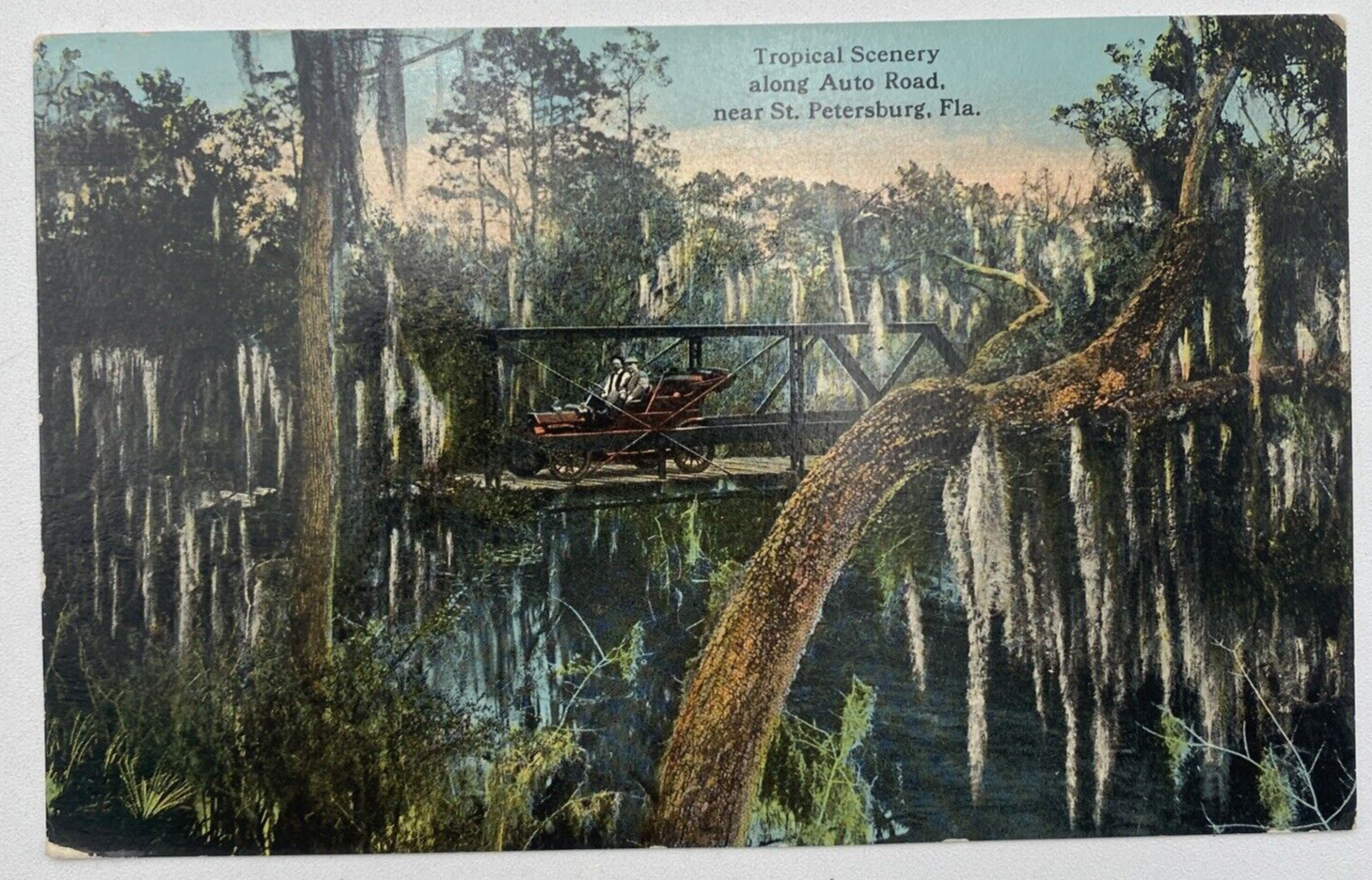 Postcard FL Tropical Scenery Along Auto Road Near St. Petersburg, Florida Unused