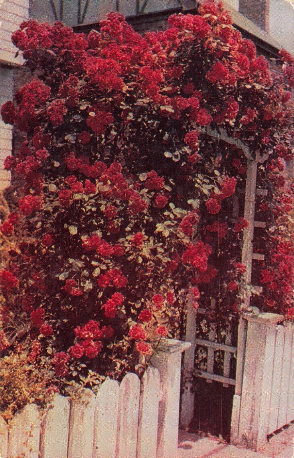 Manchester NH New Hampshire, Paul Scarlet Climbing Rose, Picket Vintage Postcard