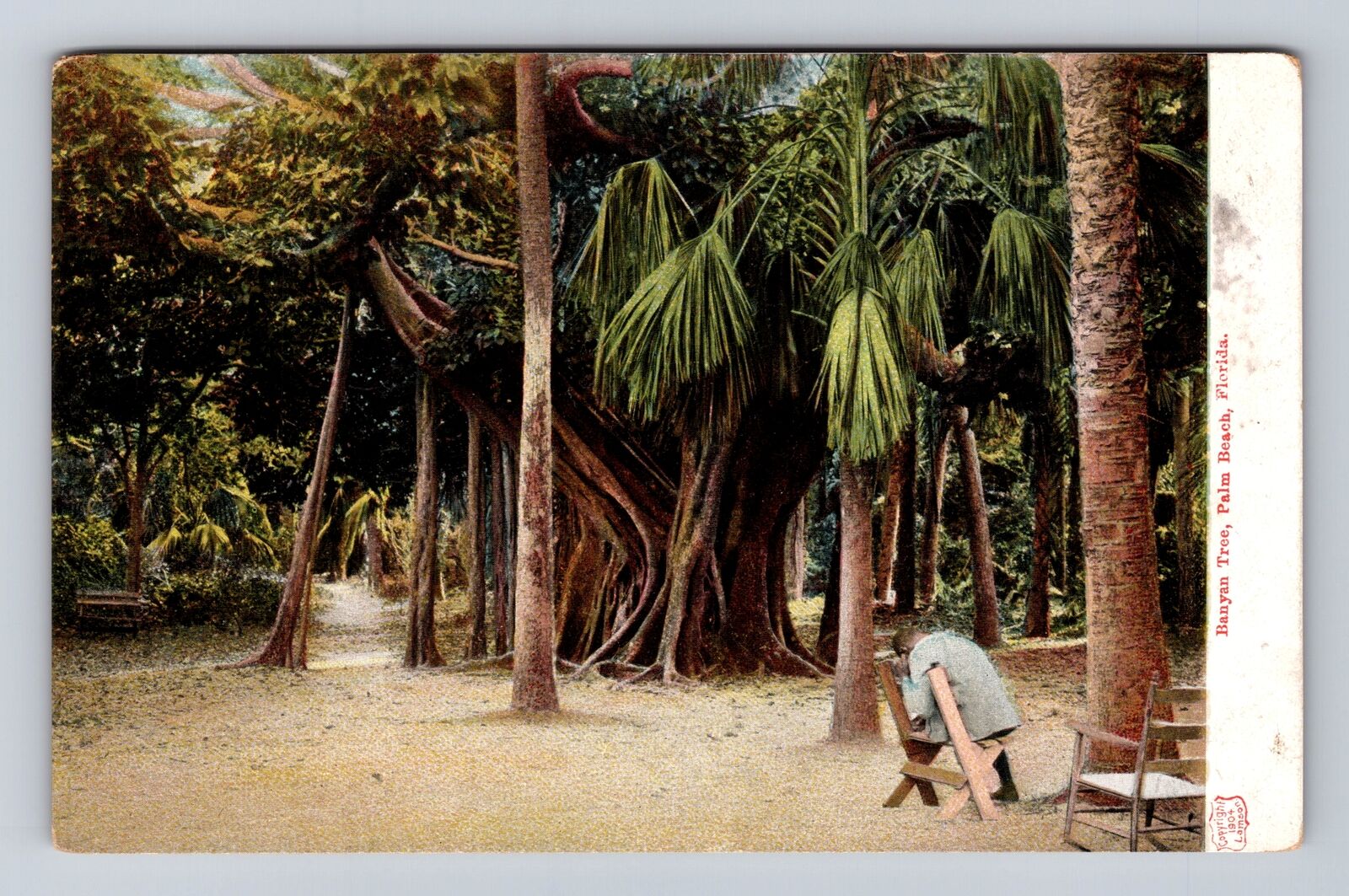 Palm Beach FL-Florida, Banyan Tree, Antique Vintage Souvenir Postcard