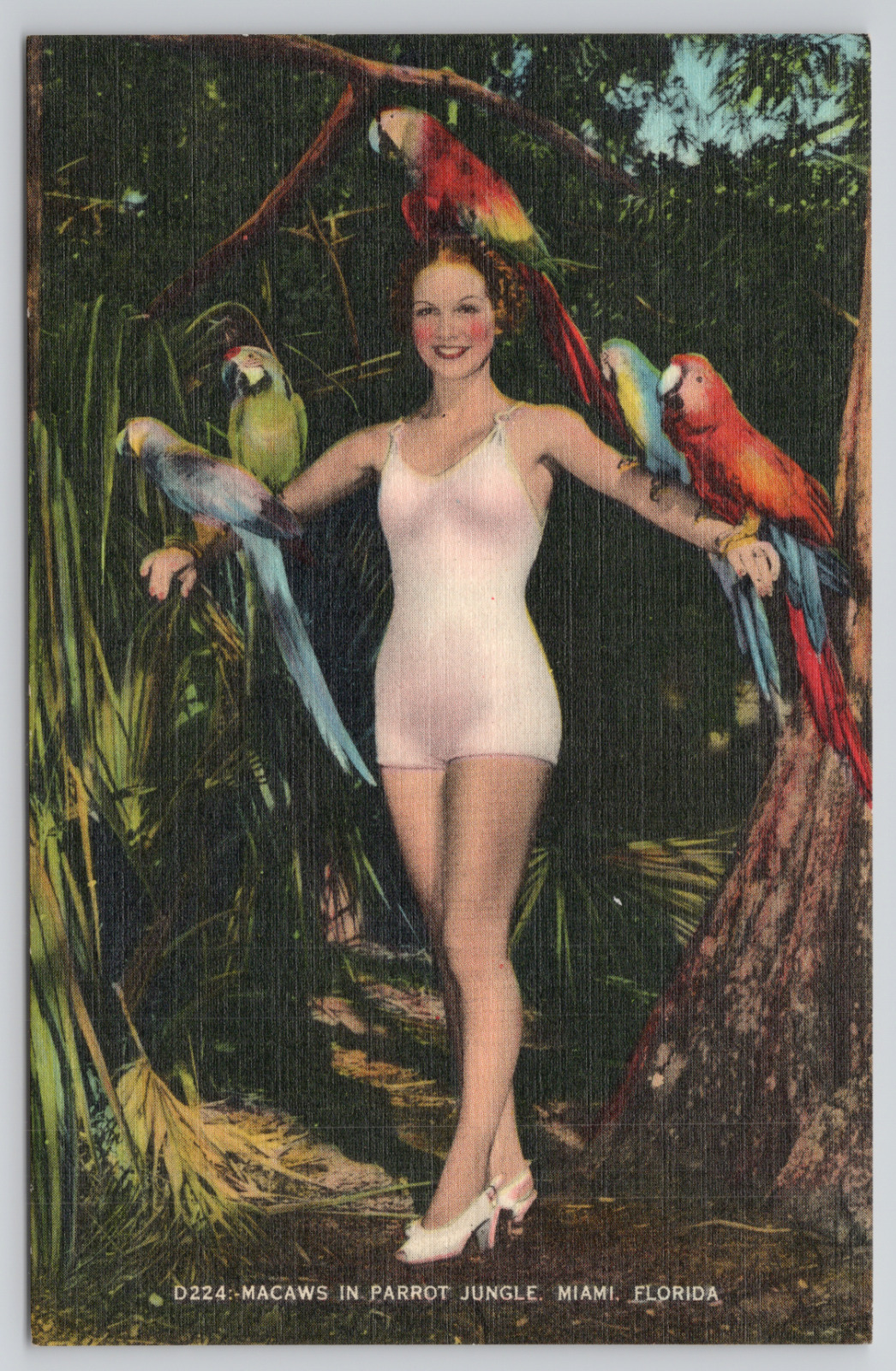 Miami Florida Woman With Macaws In Parrot Jungle Linen Postcard
