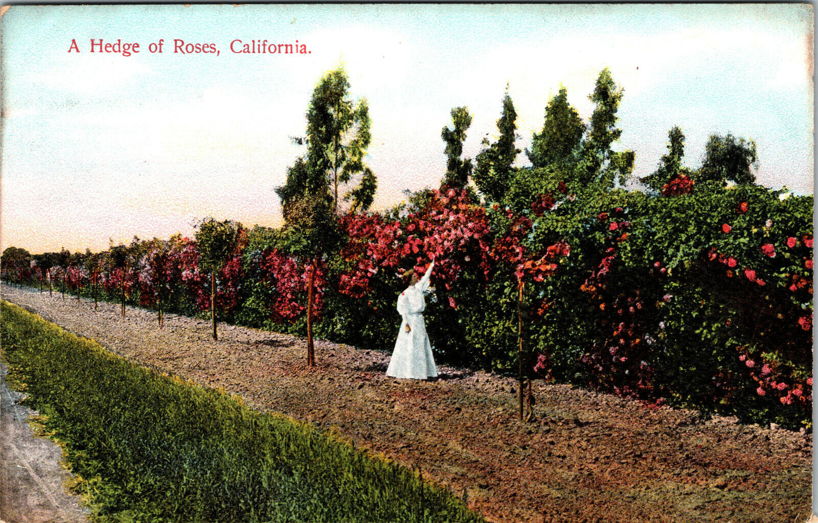 A Hedge Of Roses California Divided Back Vintage Postcard 