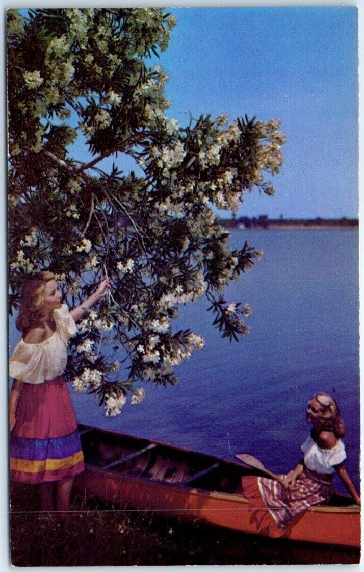 Postcard - Florida White Oleanders, USA